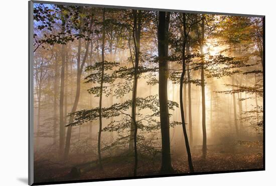 Autumnal forest near Kastel-Staadt, Rhineland-Palatinate, Germany, Europe-Hans-Peter Merten-Mounted Photographic Print