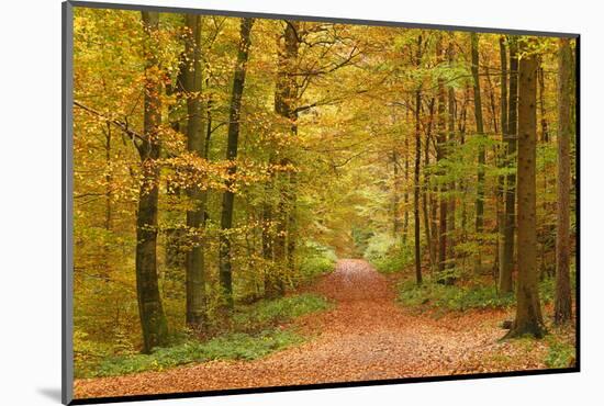 Autumnal forest near Kastel-Staadt, Rhineland-Palatinate, Germany, Europe-Hans-Peter Merten-Mounted Photographic Print