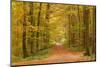 Autumnal forest near Kastel-Staadt, Rhineland-Palatinate, Germany, Europe-Hans-Peter Merten-Mounted Photographic Print