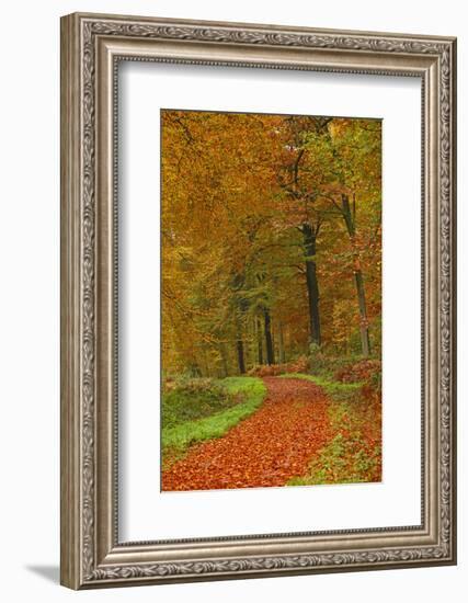 Autumnal forest near Kastel-Staadt, Rhineland-Palatinate, Germany, Europe-Hans-Peter Merten-Framed Photographic Print