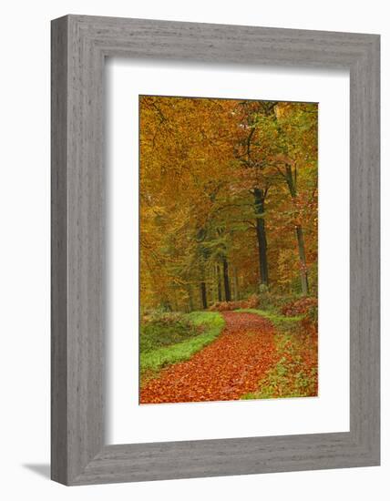 Autumnal forest near Kastel-Staadt, Rhineland-Palatinate, Germany, Europe-Hans-Peter Merten-Framed Photographic Print