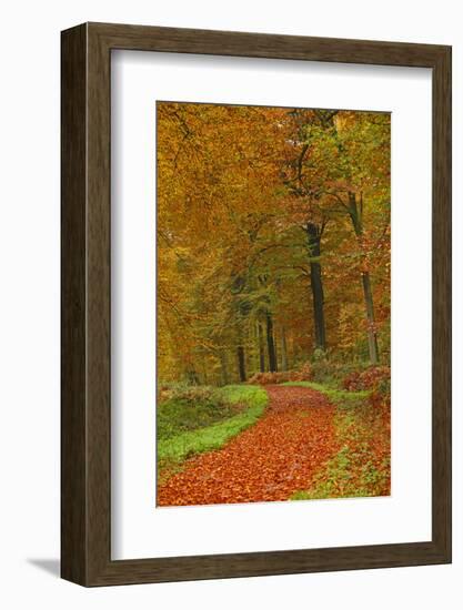 Autumnal forest near Kastel-Staadt, Rhineland-Palatinate, Germany, Europe-Hans-Peter Merten-Framed Photographic Print