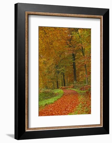 Autumnal forest near Kastel-Staadt, Rhineland-Palatinate, Germany, Europe-Hans-Peter Merten-Framed Photographic Print