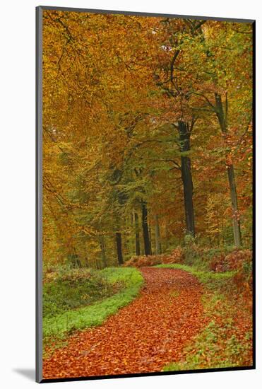 Autumnal forest near Kastel-Staadt, Rhineland-Palatinate, Germany, Europe-Hans-Peter Merten-Mounted Photographic Print