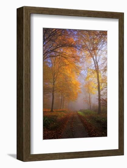 Autumnal forest near Kastel-Staadt, Rhineland-Palatinate, Germany, Europe-Hans-Peter Merten-Framed Photographic Print