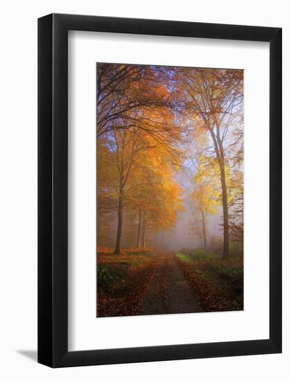 Autumnal forest near Kastel-Staadt, Rhineland-Palatinate, Germany, Europe-Hans-Peter Merten-Framed Photographic Print