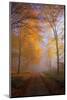 Autumnal forest near Kastel-Staadt, Rhineland-Palatinate, Germany, Europe-Hans-Peter Merten-Mounted Photographic Print