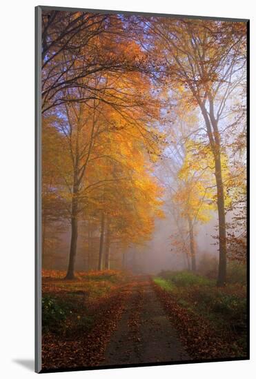 Autumnal forest near Kastel-Staadt, Rhineland-Palatinate, Germany, Europe-Hans-Peter Merten-Mounted Photographic Print