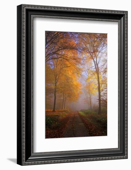 Autumnal forest near Kastel-Staadt, Rhineland-Palatinate, Germany, Europe-Hans-Peter Merten-Framed Photographic Print