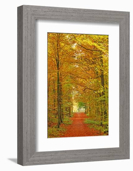 Autumnal forest near Kastel-Staadt, Rhineland-Palatinate, Germany, Europe-Hans-Peter Merten-Framed Photographic Print