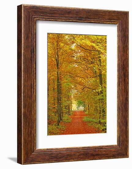 Autumnal forest near Kastel-Staadt, Rhineland-Palatinate, Germany, Europe-Hans-Peter Merten-Framed Photographic Print