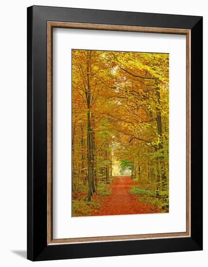 Autumnal forest near Kastel-Staadt, Rhineland-Palatinate, Germany, Europe-Hans-Peter Merten-Framed Photographic Print