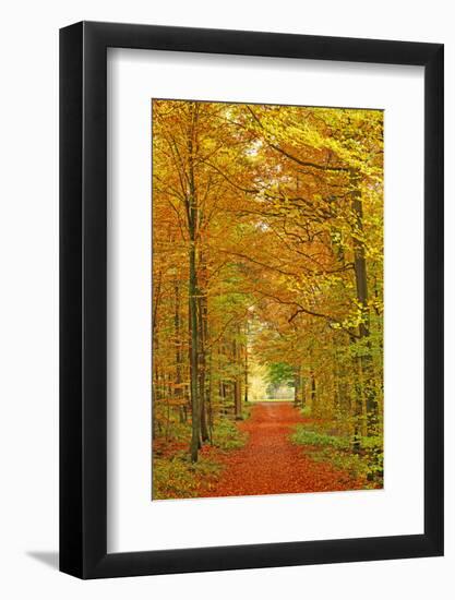 Autumnal forest near Kastel-Staadt, Rhineland-Palatinate, Germany, Europe-Hans-Peter Merten-Framed Photographic Print