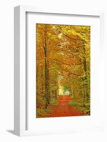 Autumnal forest near Kastel-Staadt, Rhineland-Palatinate, Germany, Europe-Hans-Peter Merten-Framed Photographic Print