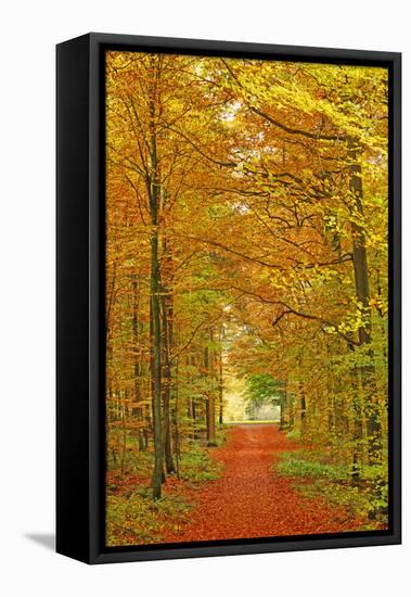 Autumnal forest near Kastel-Staadt, Rhineland-Palatinate, Germany, Europe-Hans-Peter Merten-Framed Premier Image Canvas