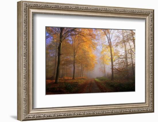 Autumnal forest near Kastel-Staadt, Rhineland-Palatinate, Germany, Europe-Hans-Peter Merten-Framed Photographic Print