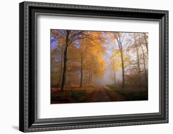 Autumnal forest near Kastel-Staadt, Rhineland-Palatinate, Germany, Europe-Hans-Peter Merten-Framed Photographic Print