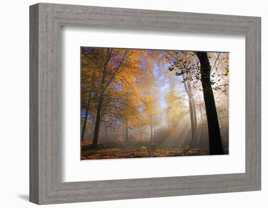 Autumnal forest near Kastel-Staadt, Rhineland-Palatinate, Germany, Europe-Hans-Peter Merten-Framed Photographic Print