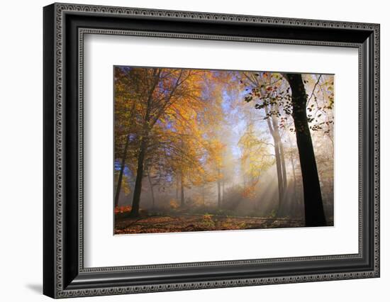 Autumnal forest near Kastel-Staadt, Rhineland-Palatinate, Germany, Europe-Hans-Peter Merten-Framed Photographic Print