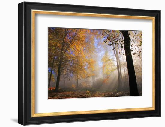 Autumnal forest near Kastel-Staadt, Rhineland-Palatinate, Germany, Europe-Hans-Peter Merten-Framed Photographic Print