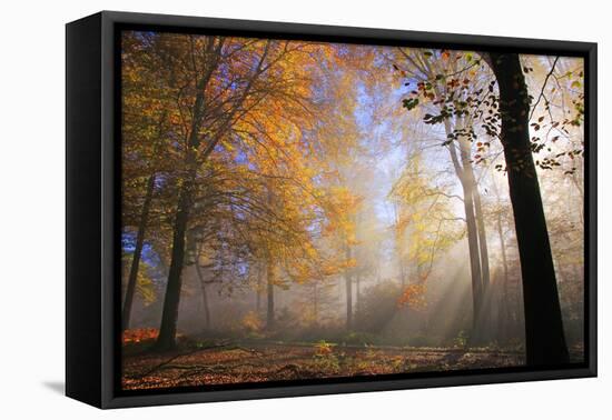 Autumnal forest near Kastel-Staadt, Rhineland-Palatinate, Germany, Europe-Hans-Peter Merten-Framed Premier Image Canvas