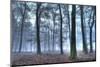 Autumnal forest, Rhineland-Palatinate (Rheinland-Pfalz), Germany, Europe-Hans-Peter Merten-Mounted Photographic Print