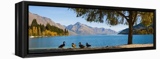 Autumnal Lake Wakatipu at Queenstown, Otago, South Island, New Zealand, Pacific-Matthew Williams-Ellis-Framed Premier Image Canvas