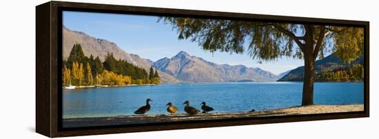 Autumnal Lake Wakatipu at Queenstown, Otago, South Island, New Zealand, Pacific-Matthew Williams-Ellis-Framed Premier Image Canvas