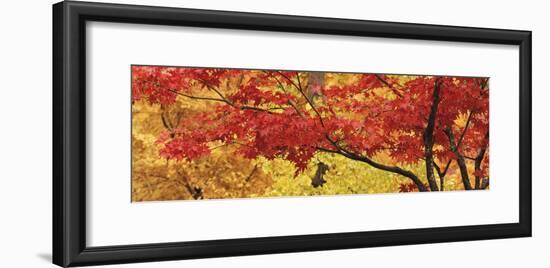 Autumnal Leaves on Maple Trees in a Forest-null-Framed Photographic Print