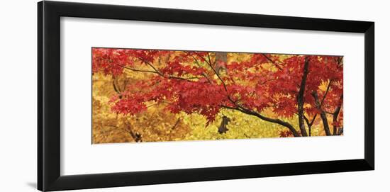 Autumnal Leaves on Maple Trees in a Forest-null-Framed Photographic Print