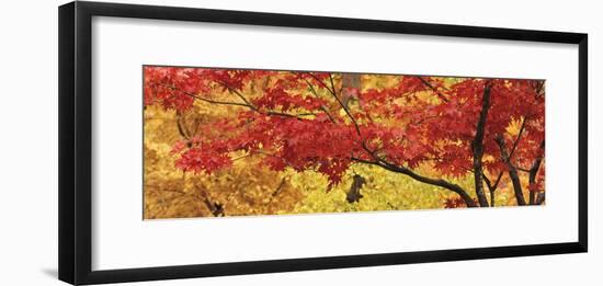 Autumnal Leaves on Maple Trees in a Forest-null-Framed Photographic Print