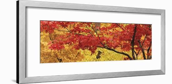 Autumnal Leaves on Maple Trees in a Forest-null-Framed Photographic Print