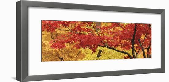 Autumnal Leaves on Maple Trees in a Forest-null-Framed Photographic Print