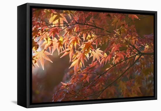 Autumnal Maple Leaves, Kyoto, Japan-Stuart Black-Framed Premier Image Canvas