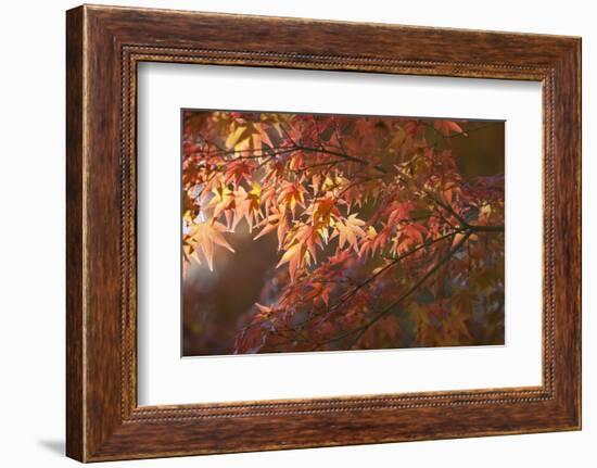 Autumnal Maple Leaves, Kyoto, Japan-Stuart Black-Framed Photographic Print
