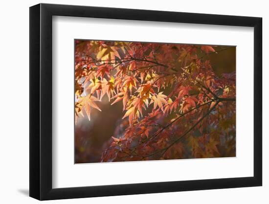 Autumnal Maple Leaves, Kyoto, Japan-Stuart Black-Framed Photographic Print