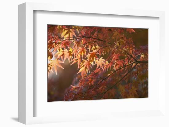 Autumnal Maple Leaves, Kyoto, Japan-Stuart Black-Framed Photographic Print