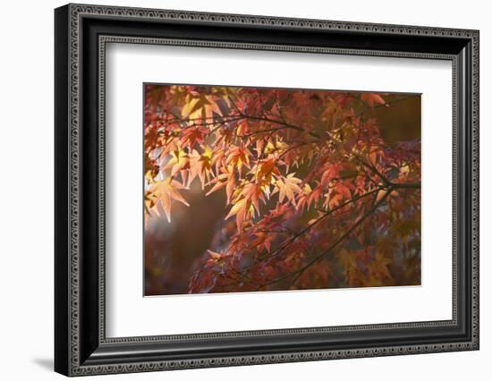 Autumnal Maple Leaves, Kyoto, Japan-Stuart Black-Framed Photographic Print