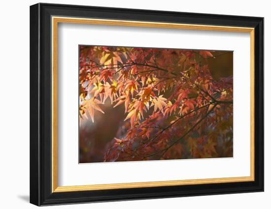 Autumnal Maple Leaves, Kyoto, Japan-Stuart Black-Framed Photographic Print