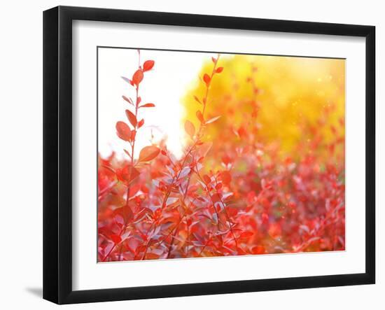 Autumnal Nature Season Background. Colorful Bright Fall Backdrop. Red Autumn Leaves, Beautiful Arti-null-Framed Photographic Print