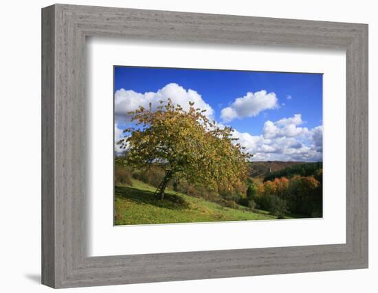 Autumnal Orchard Meadow at the Sauerberghof Near Sauerthal in the Nature Reserve Rhine - Taunus-Uwe Steffens-Framed Photographic Print