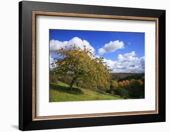 Autumnal Orchard Meadow at the Sauerberghof Near Sauerthal in the Nature Reserve Rhine - Taunus-Uwe Steffens-Framed Photographic Print