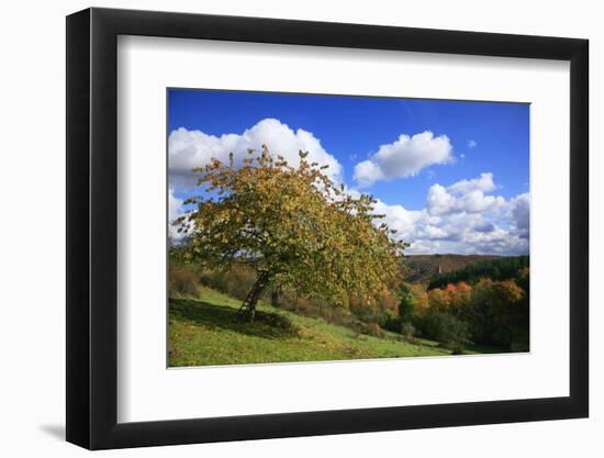 Autumnal Orchard Meadow at the Sauerberghof Near Sauerthal in the Nature Reserve Rhine - Taunus-Uwe Steffens-Framed Photographic Print