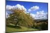 Autumnal Orchard Meadow at the Sauerberghof Near Sauerthal in the Nature Reserve Rhine - Taunus-Uwe Steffens-Mounted Photographic Print