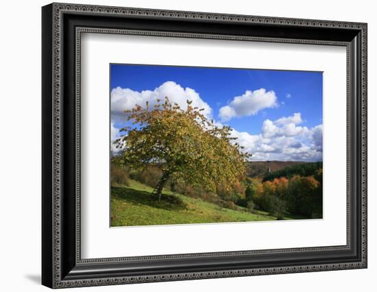 Autumnal Orchard Meadow at the Sauerberghof Near Sauerthal in the Nature Reserve Rhine - Taunus-Uwe Steffens-Framed Photographic Print