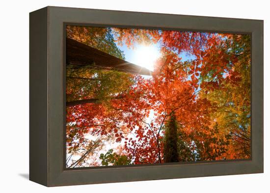 Autumnal Perspective-Philippe Sainte-Laudy-Framed Premier Image Canvas