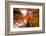 Autumnal Perspective-Philippe Sainte-Laudy-Framed Photographic Print