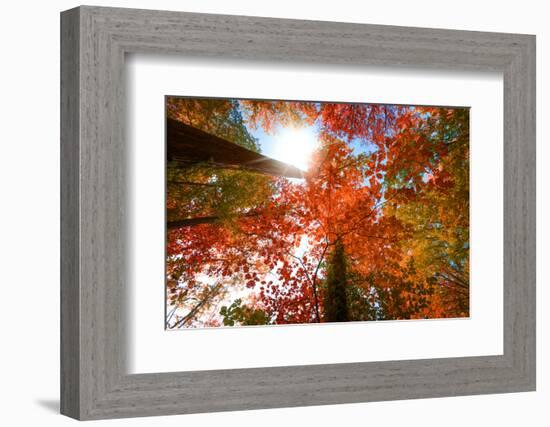 Autumnal Perspective-Philippe Sainte-Laudy-Framed Photographic Print