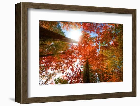 Autumnal Perspective-Philippe Sainte-Laudy-Framed Photographic Print