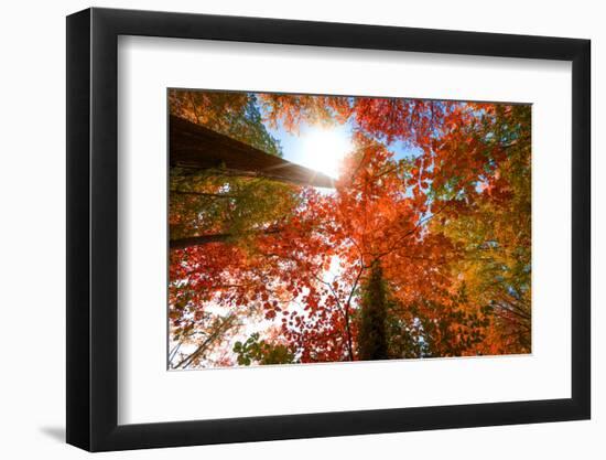 Autumnal Perspective-Philippe Sainte-Laudy-Framed Photographic Print